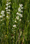 Coastal false asphodel